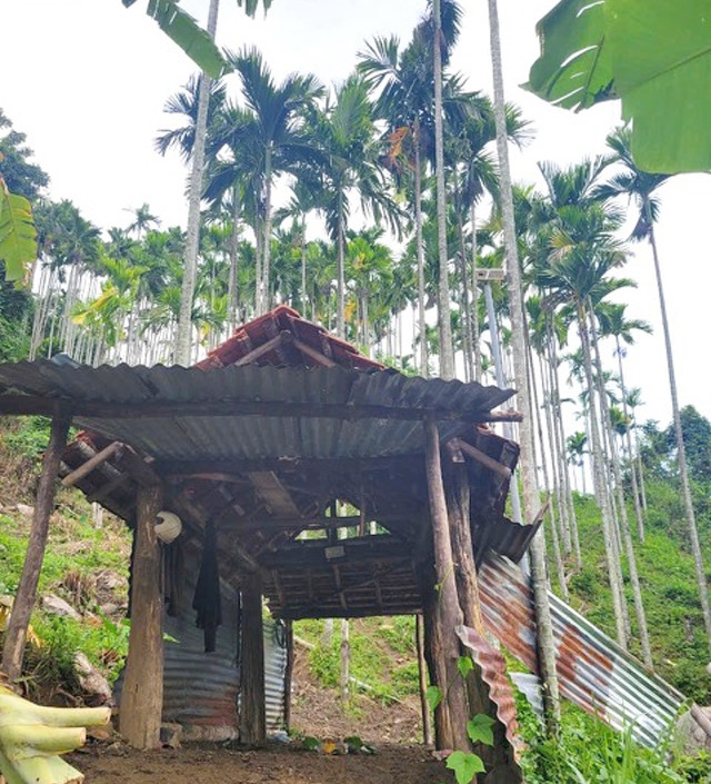 Một vài hộ khác dựng chòi tạm bằng vật liệu sẵn có, như nứa, lá... làm nơi canh giữ. Ảnh: Dân Việt