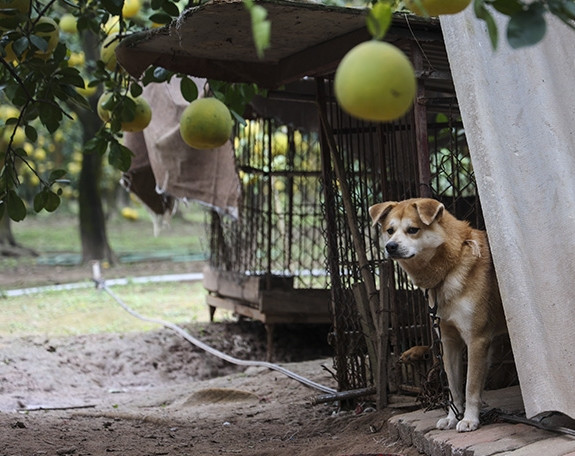 Để chống trộm bưởi lộng hành, các chủ vườn phải nuôi chó, lắp camera, quây rào thép gai. Ảnh: Báo tin tức