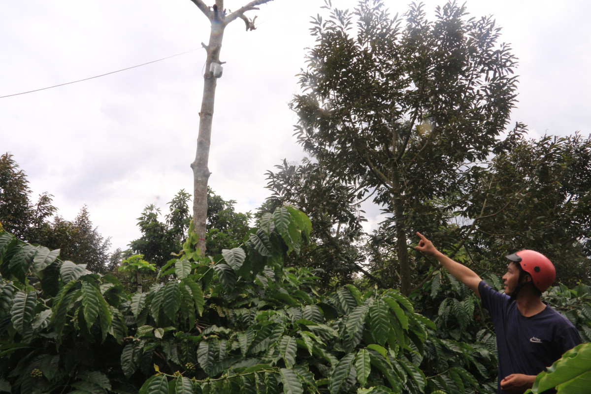 Không chỉ cau tươi, trong bối cảnh giá cà phê tăng cao chót vót, nhiều hộ dân ở ở Đắk Lắk chủ động tìm những giải pháp sáng tạo để bảo vệ tài sản của gia đình. Ảnh: Dân Việt