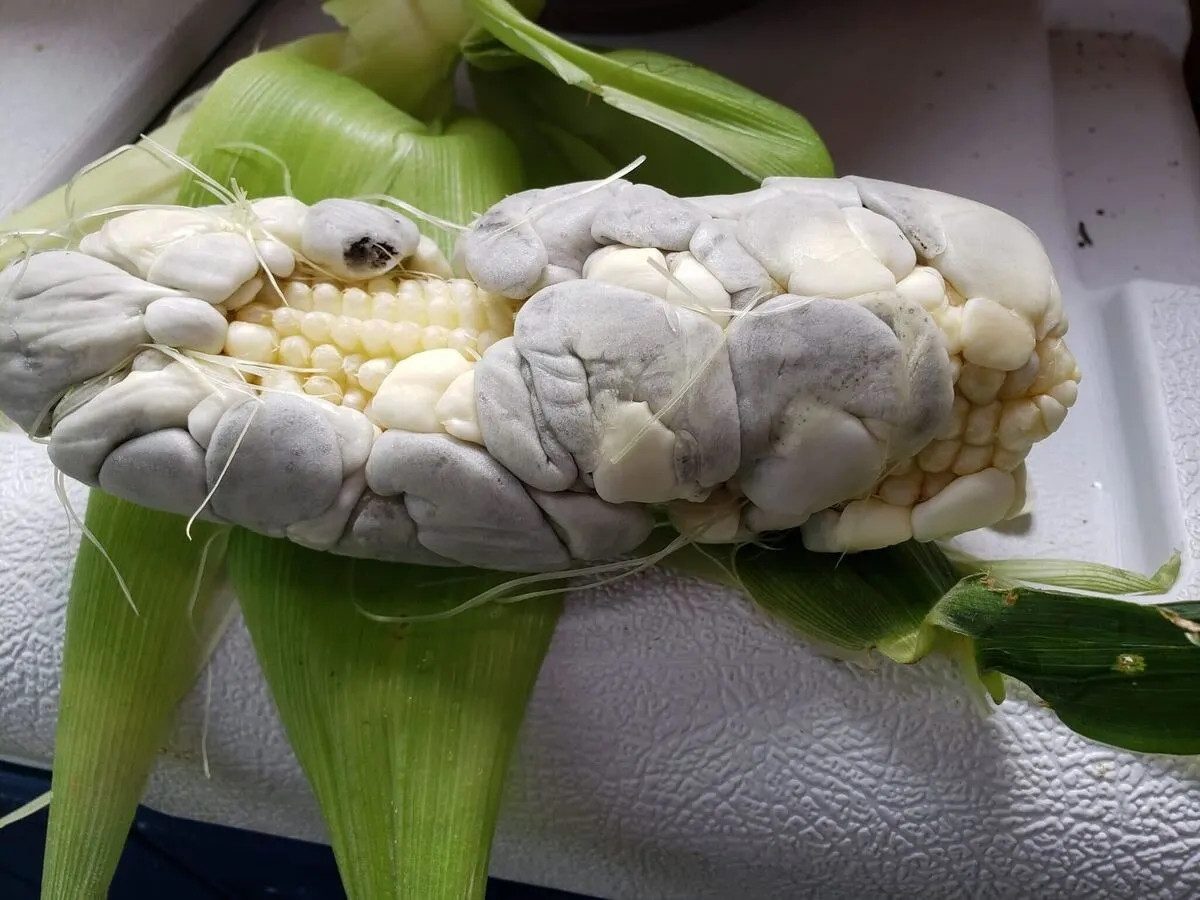 Tại Trung Quốc, việc trồng ngô huitlacoche vẫn còn sơ khai nên số lượng rất ít và hiếm. Do đó, giá của nấm mốc huitlacoche tại thị trường tỷ dân lên đến 100 - 120 NDT (328.000 - 393.000 đồng)/kg. Ảnh: Native