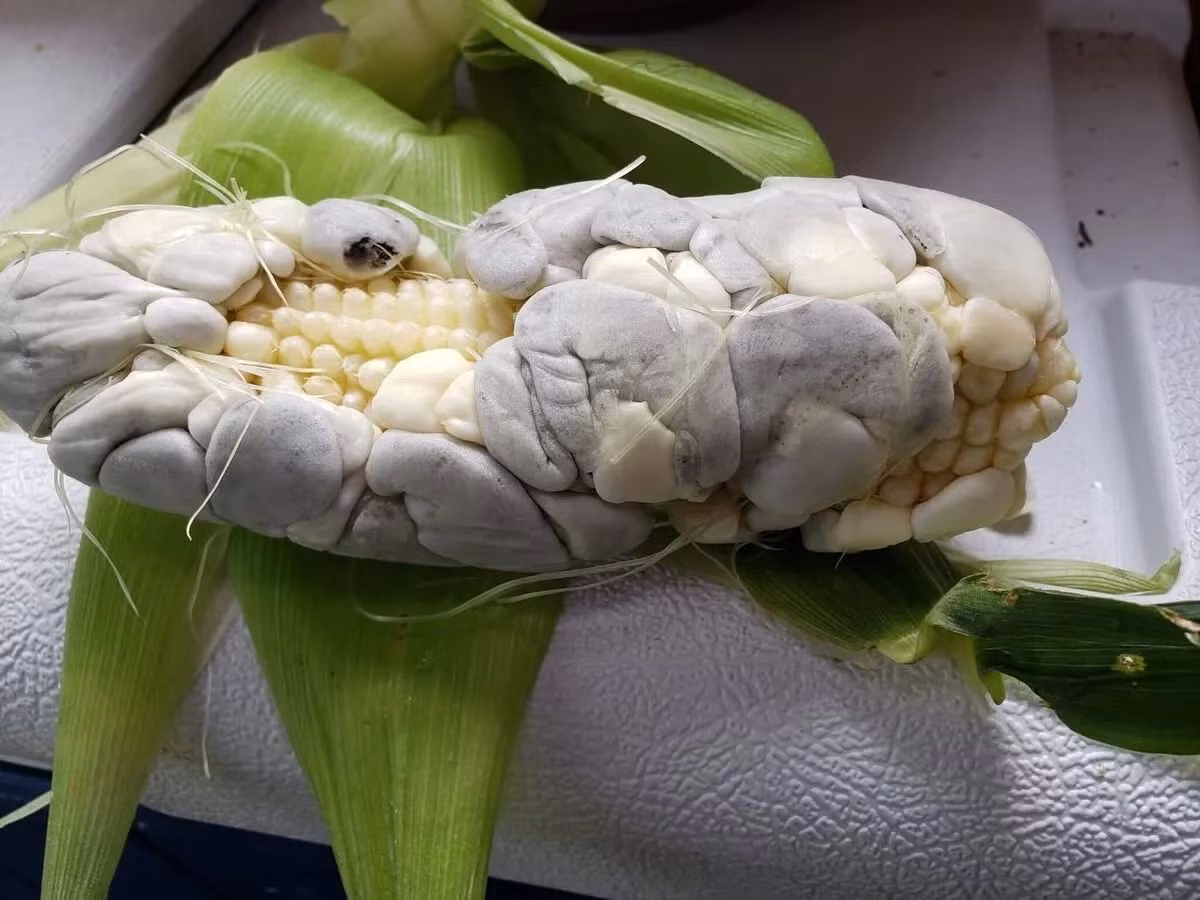 Tại Trung Quốc, việc trồng ngô huitlacoche vẫn còn sơ khai nên số lượng rất ít và hiếm. Do đó, giá của nấm mốc huitlacoche tại thị trường tỷ dân lên đến 100 - 120 NDT (328.000 - 393.000 đồng)/kg. Ảnh: Native