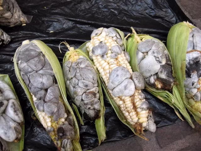 Đặc biệt, khoa học đã chứng minh huitlacoche giàu giá trị dinh dưỡng hơn cả bắp ngô thông thường. Vì vậy, ngô “nhiễm bệnh” thậm chí còn đắt gấp chục lần ngô “khỏe mạnh”. Ảnh: Native