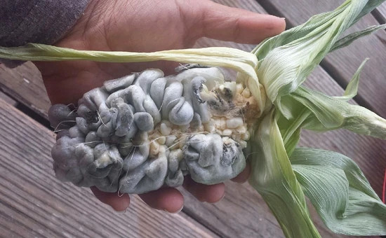 Không chỉ làm giảm năng suất ngô, những khối u này còn khiến bắp ngô trông rất xấu xí. Ảnh: Native