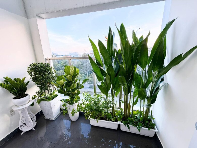 Ban công nhỏ của Pha Lê được biến thành khu vườn mini. Ảnh: FBNV