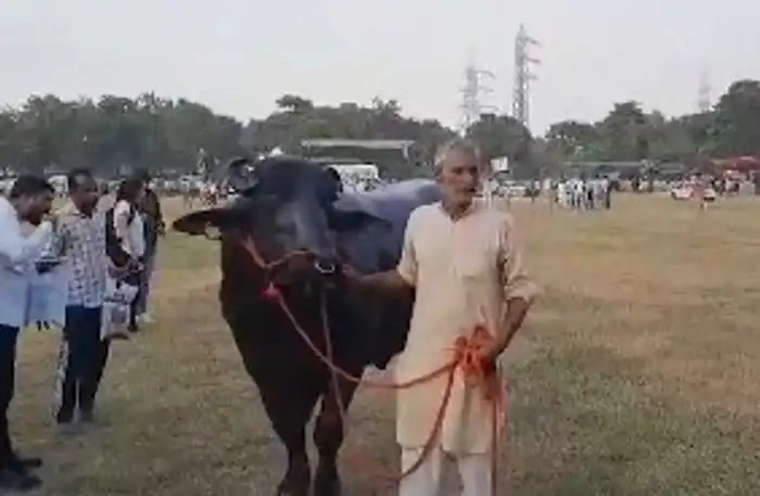 Anmol cũng tắm hai lần mỗi ngày và thích được massage bằng dầu cải và dầu hạnh nhân. Ảnh: India