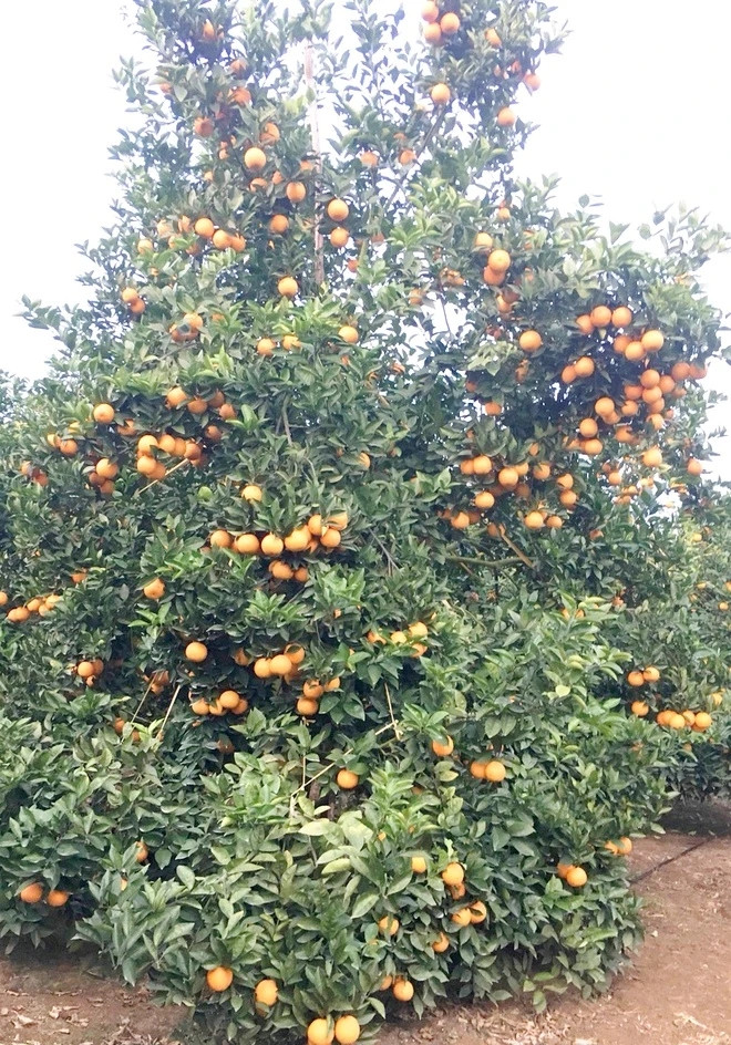 Cây cam 1.000 quả cao khoảng 2,5m tán rộng xum xuê, quả nào quả đó vàng óng một, không thể đếm xuể. Ảnh: Znews
