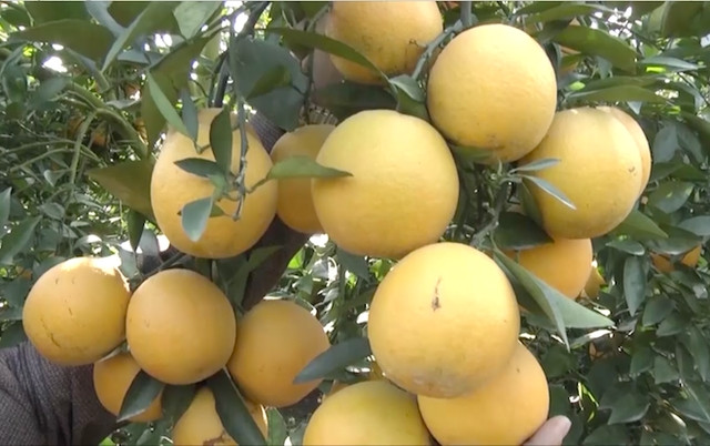 Để cây đứng vững, gia đình phải dùng cọc để chống đỡ, tránh gãy. Ảnh: Tri thức trẻ