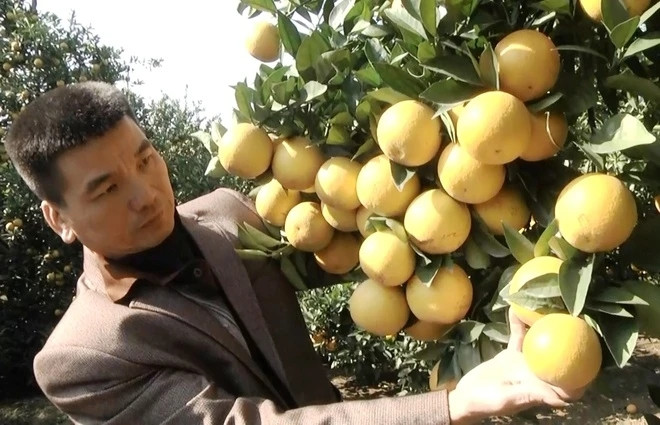 Cách đây nhiều năm, công động mạng không khỏi xôn xao trước cây cam có hơn 1.000 quả trong vườn cam Vinh của gia đình anh Dương Đình Tấn - Chủ nhiệm HTX Nông nghiệp Tổng hợp Tấn Thanh tại xóm Minh Chùa, xã Minh Hợp, huyện Quỳ Hợp (Nghệ An). Ảnh: Znews