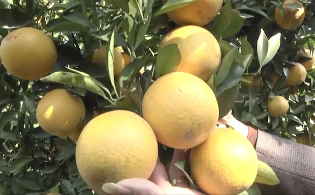 Từng trái cam chen nhau mọc. Ảnh: Tri thức trẻ