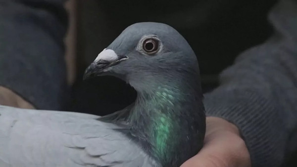 Chủ sở hữu của New Kim là một ông chủ giàu có, kinh doanh trong lĩnh vực công nghiệp. Ảnh: AP