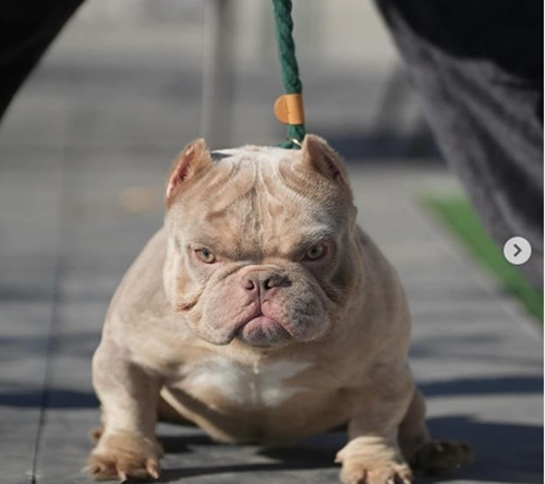 Chó Exotic Bully rất hiền, thân thiện với mọi người và rất dễ gần. Ảnh: Instagram