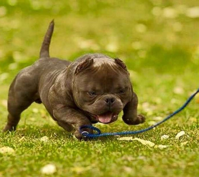 Chó Exotic Bully đã được lai tạo và thuần chủng ở nước ta. Ảnh: Laputa Farm