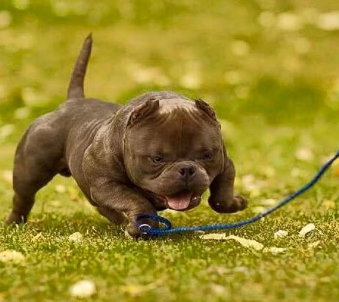 Chó Exotic Bully đã được lai tạo và thuần chủng ở nước ta. Ảnh: Laputa Farm