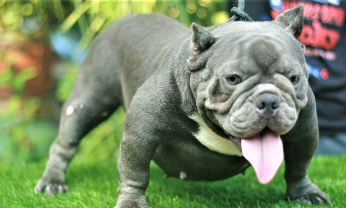 Exotic Bully được xem là một nhánh “dị” của dòng American Bully tiêu chuẩn. Ảnh: Thú cảnh Việt