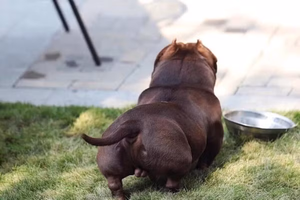 Tại thị trường Việt Nam, giá một chú chó Bully khoảng 6-7 triệu đồng. Những chú chó có đầy đủ giấy tờ có giá cao hơn, khoảng trên 10 triệu đồng. Ảnh: Vietnamnet