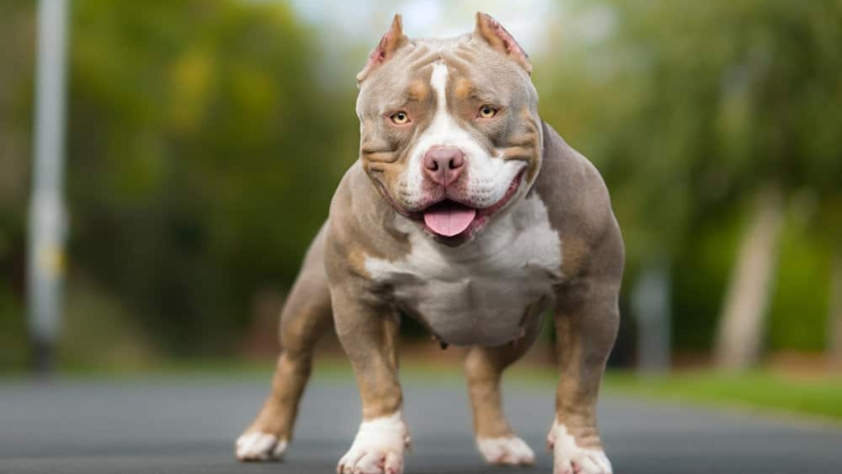 Giống chó này có nguồn gốc từ Mỹ và được lai thuần chủng từ 2 loại chó cũng sang trọng Pitbull và ABulldog. Ảnh: Getty