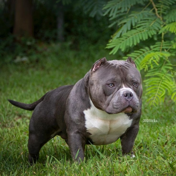 Dù là chó sang, nhưng cách chăm sóc Exotic Bully cũng không quá đặc biệt, chỉ cần cho ăn thức ăn nhiều đạm để bổ sung cơ bắp và giúp mượt lông. Ảnh: Pin page