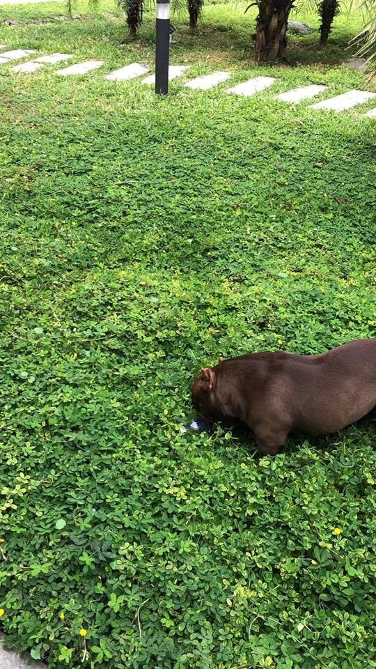 Vị đại gia cho biết mua chú chó 2,6 tỷ đồng không phải là để chơi trội mà chỉ muốn anh em trong hội chơi chó cùng chơi, cùng nhìn ngắm chó đẹp. Ảnh: Dân trí