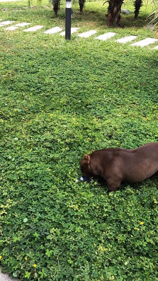 Vị đại gia cho biết mua chú chó 2,6 tỷ đồng không phải là để chơi trội mà chỉ muốn anh em trong hội chơi chó cùng chơi, cùng nhìn ngắm chó đẹp. Ảnh: Dân trí