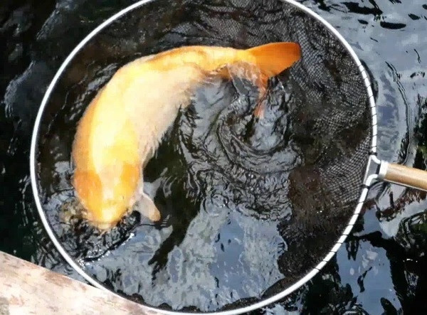 Bas cho biết mua con cá chép này bởi màu vàng và thân hình đẹp mắt. Ảnh: MGR