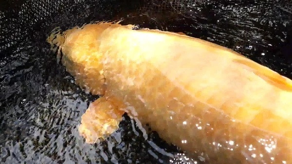 Đặc biệt, con cá chép này dài 1,15 mét, rất hiếm ở Thái Lan. Ảnh: MGR