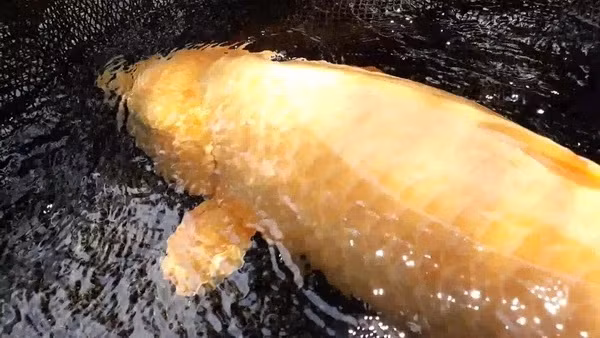 Đặc biệt, con cá chép này dài 1,15 mét, rất hiếm ở Thái Lan. Ảnh: MGR