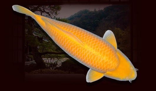 Theo một chủ trang trại cá Koi ở Thái Lan, cá chép cảnh đang trở nên phổ biến ở Sukhothai và các tỉnh lân cận. Ảnh: OnKoi