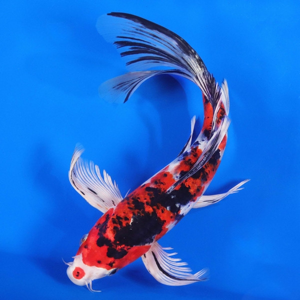 Cá chép Koi, bắt đầu được nuôi tại Nhật Bản vào những năm 1700. Cá Koi thực sự là một loại cá chép và ngày nay chúng trở thành loài cá cảnh đắt nhất thế giới. Ảnh: Nextdaykoi