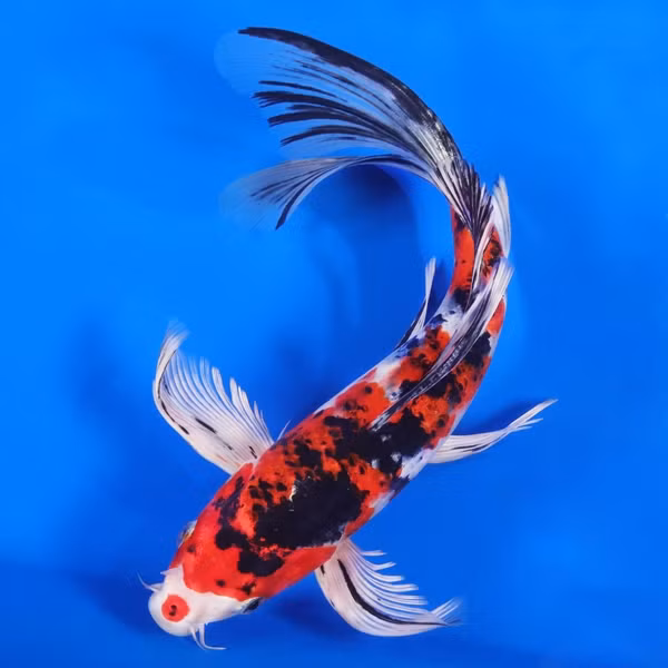 Cá chép Koi, bắt đầu được nuôi tại Nhật Bản vào những năm 1700. Cá Koi thực sự là một loại cá chép và ngày nay chúng trở thành loài cá cảnh đắt nhất thế giới. Ảnh: Nextdaykoi