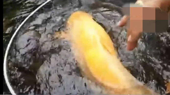 Vì vậy, có người từng đề nghị mua con cá chép với giá 2 triệu Baht (1,4 tỷ đồng) nhưng anh Bas đã từ chối. Ảnh: MGR