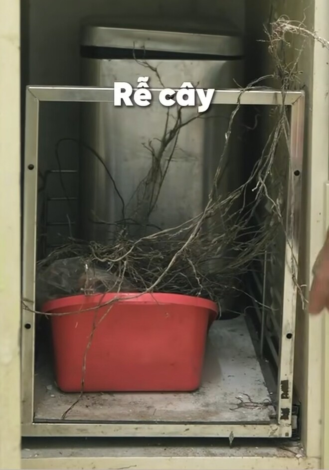 Đáng chú ý, trong bếp nhà nam nghệ sĩ có cả rễ cây chạy từ bức tường ngang vào. Ảnh chụp màn hình