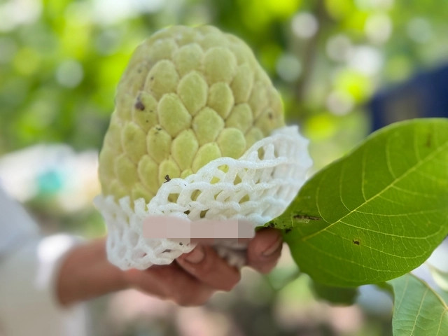 Na Thái là giống Na quả to ít hạt, ít sâu bệnh. Ảnh: Người lao động