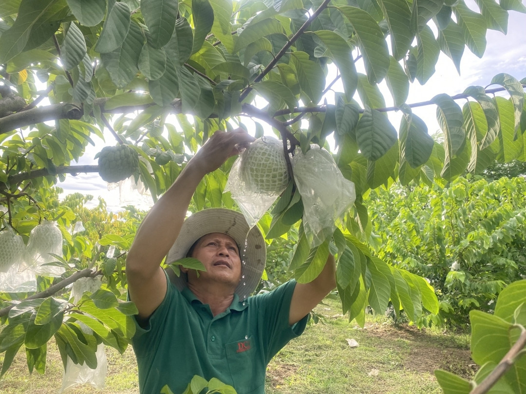 Nhờ hương thơm, vị béo, ít hạt, na Thái được nhiều khách hàng ưa chuộng. Ảnh: Baodaklak
