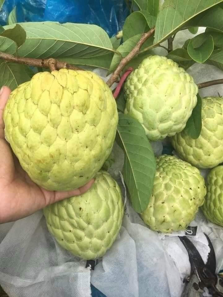 Na Thái trồng tại Việt Nam có giá trung bình khoảng 35.000 – 40.000 đồng/kg. Ảnh: Facebook