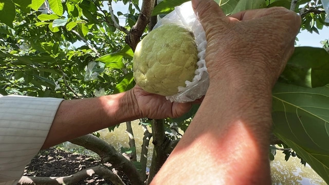 Từ việc đầu tư trồng 260 gốc na Thái xen canh, đến nay, ông Phan Văn Bịt mở rộng diện tích lên 10 ha, thu về lợi nhuận 4 tỷ đồng/năm. Ảnh: Người lao động