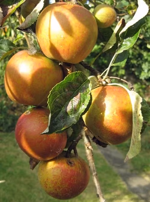 Có nguồn gốc từ Anh, táo Cox's Orange Pippin được đánh giá cao bởi chất lượng thơm ngon, giá từ 120.000 - 250.000 đồng/kg. Ảnh: Rarest