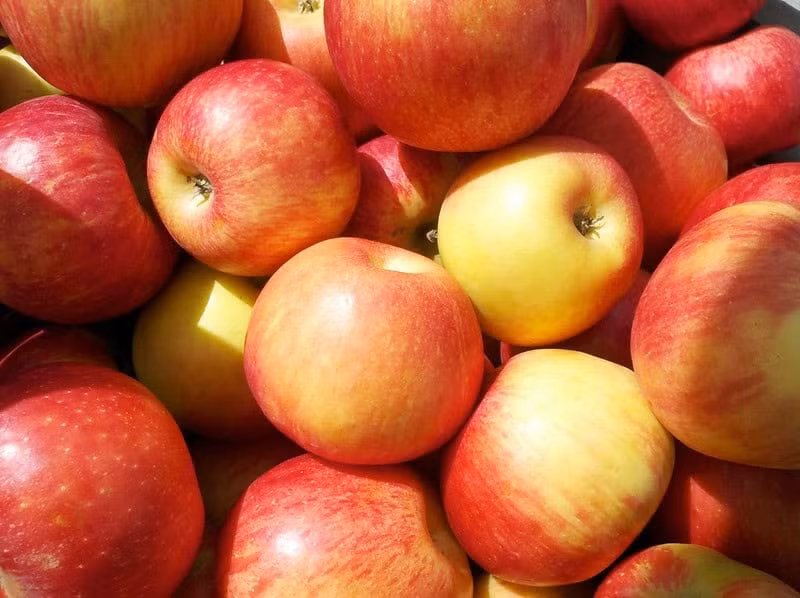 Táo Honeycrisp được ưa chuộng bởi độ giòn, mọng nước và vị ngọt chua cân bằng. Giá táo Honeycrisp dao động từ 160.000 đến hơn 300.000 đồng/kg. Ảnh: Rarest