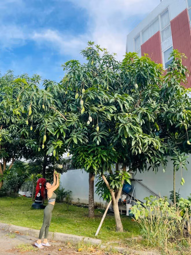 Nữ nghệ sĩ cùng ông xã tự tay vun trồng xoài, khế, mít...Ảnh: FB Ốc Thanh Vân