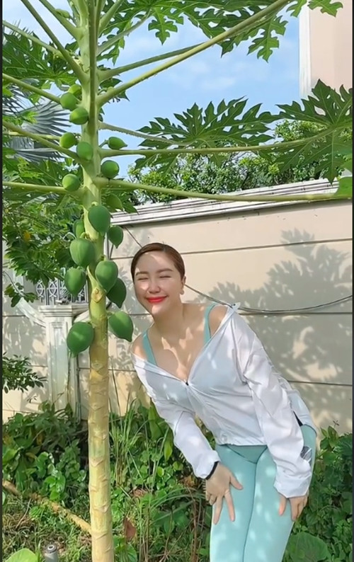 Là mùa đầu tiên nhưng cây đu đủ vẫn cho rất nhiều trái và đều quả. Ảnh chụp màn hình