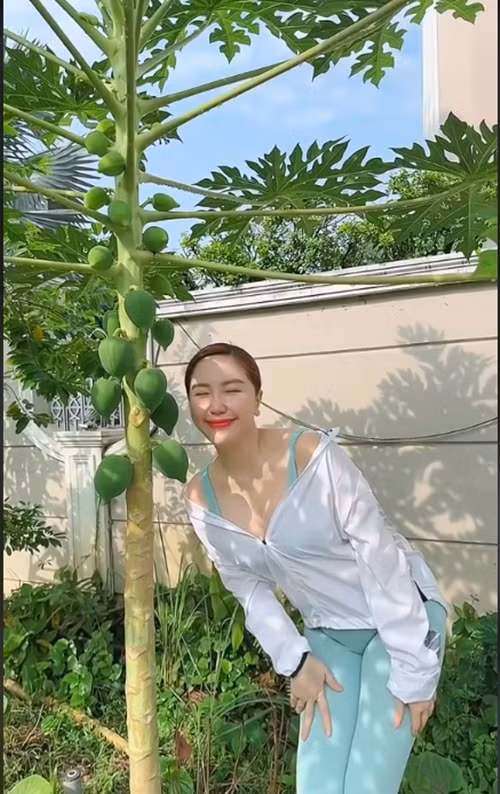 Là mùa đầu tiên nhưng cây đu đủ vẫn cho rất nhiều trái và đều quả. Ảnh chụp màn hình