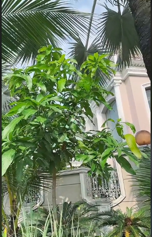 Xoài cát Hòa Lộc trồng bằng cách ươm hạt nay đã cao lớn. Ca sĩ Bảo Thy hy vọng một năm nữa cây xoài sẽ cho trái. Ảnh chụp màn hình