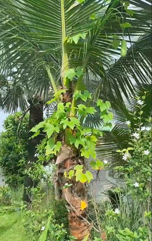 Cây dừa xiêm cũng sắp cho trái. Ảnh chụp màn hình