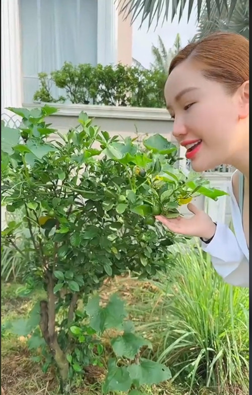 Mới đây, Bảo Thy chia sẻ "vườn cây mini" bắt đầu cho thu hoạch. Nữ ca sĩ trồng một số cây cảnh, cây ăn trái và rau củ. Ảnh chụp màn hình