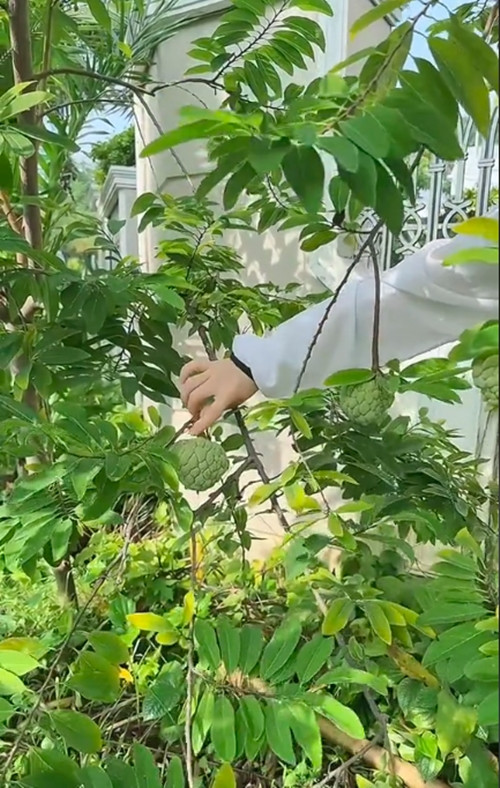 Cây na cũng bắt đầu cho trái. Ảnh chụp màn hình