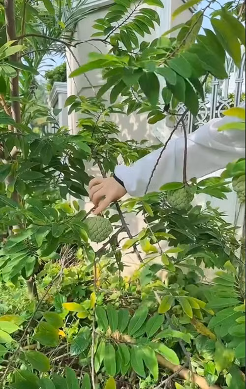 Cây na cũng bắt đầu cho trái. Ảnh chụp màn hình