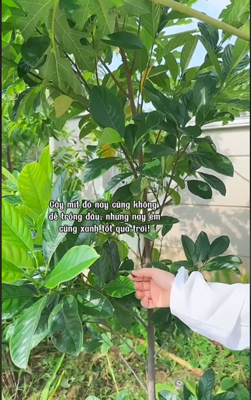 Mít không dễ trồng nhưng nay cũng rất xanh tốt. Ảnh chụp màn hình