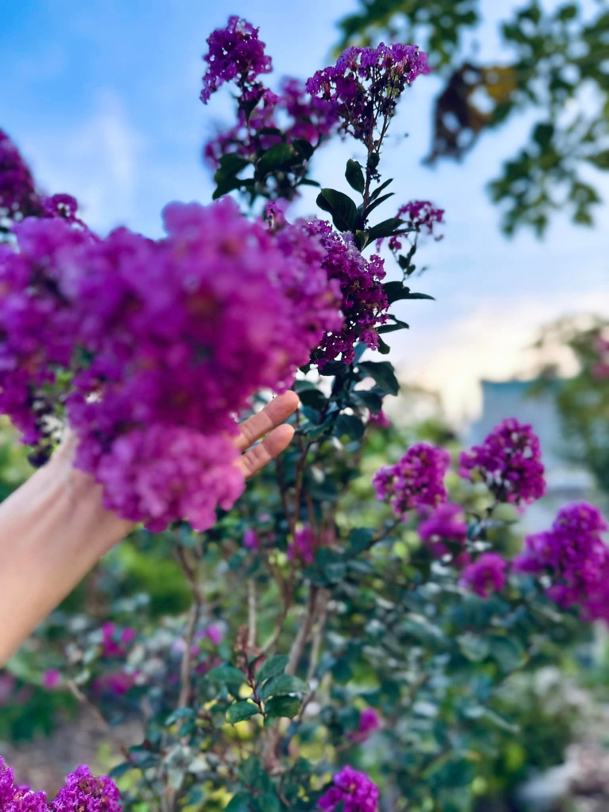 Hoa tường vi trong khu vườn của Mỹ Lệ bung nở rực rỡ với đủ các loại màu như hồng phấn, hồng đậm, hồng dâu, trắng, đỏ, tím. Ảnh: FB Hoàng Thị Mỹ Lệ