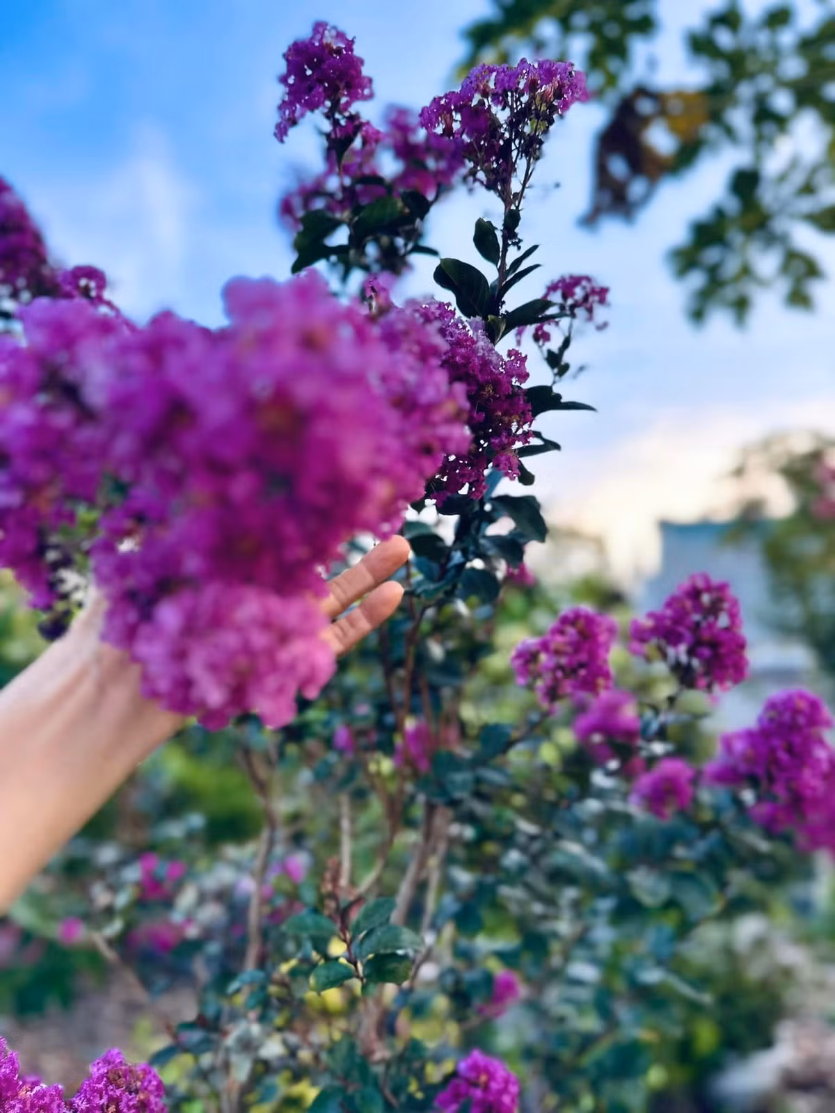 Hoa tường vi trong khu vườn của Mỹ Lệ bung nở rực rỡ với đủ các loại màu như hồng phấn, hồng đậm, hồng dâu, trắng, đỏ, tím. Ảnh: FB Hoàng Thị Mỹ Lệ