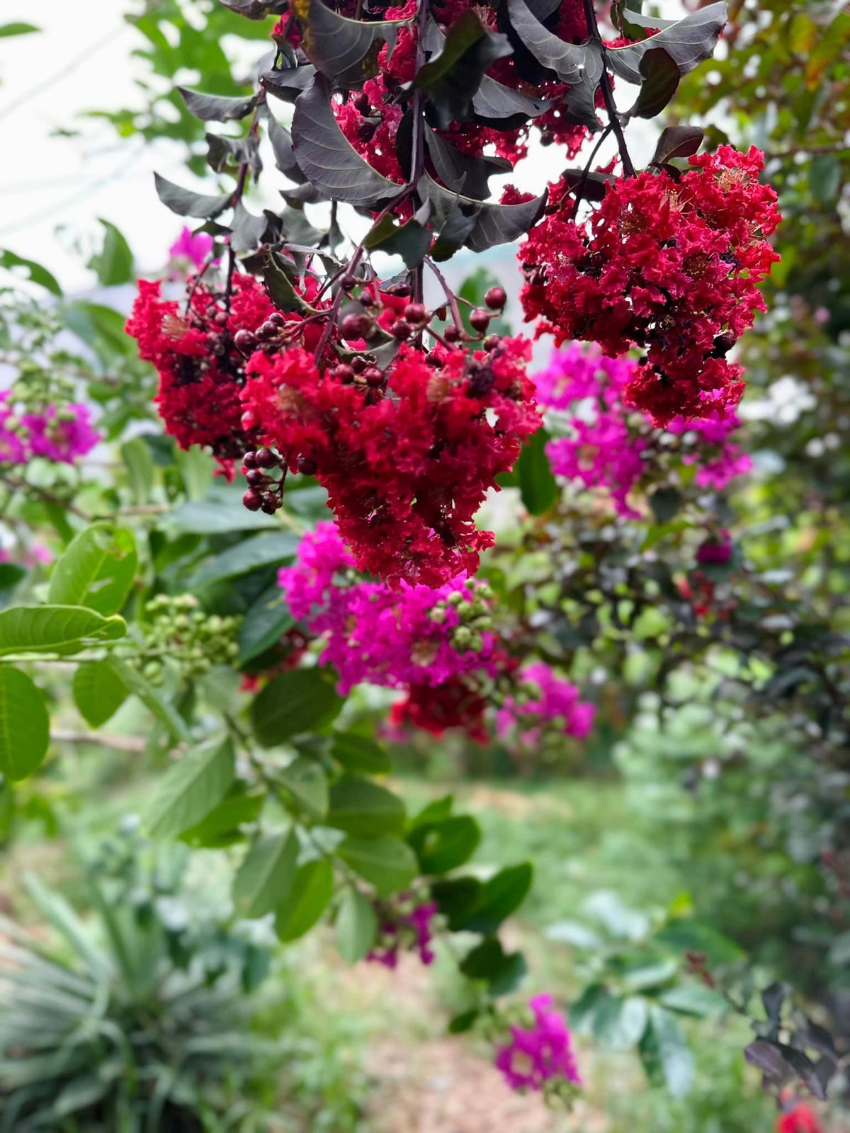 Trung tâm khu vườn là không gian ngập tràn sắc màu với đủ các loại hoa khác nhau. Ảnh: FB Hoàng Thị Mỹ Lệ