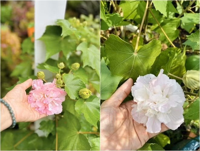 Hoa phù dung sáng màu trắng tinh khôi, chiều hồng tươi rực rỡ. Ảnh: FB Hoàng Thị Mỹ Lệ